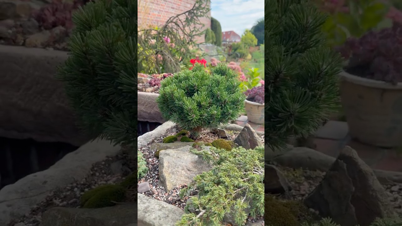 Сосна горная 🌿 Pinus mugo Sherwood Compact 🌿 #garden #садоводничество #сад