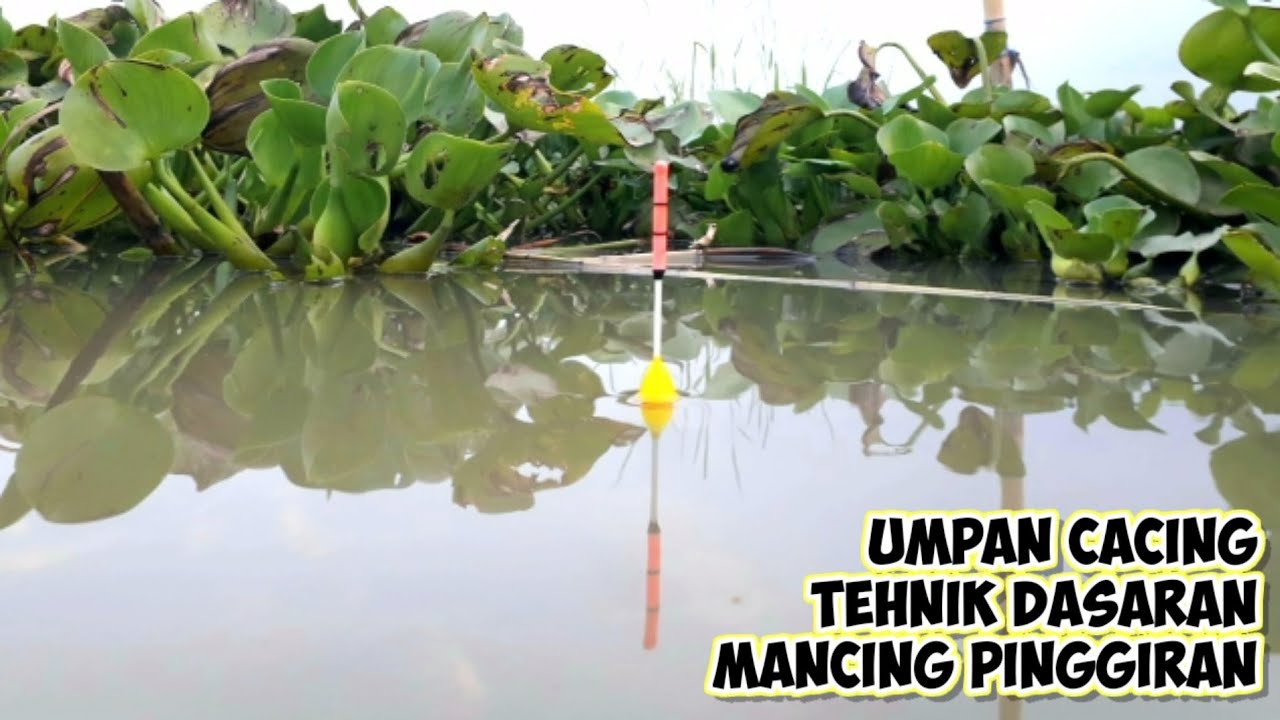 MANCING DI RAWA PENING UMPAN CACING TEHNIK DASARANikan ini bisa dijadikan ikan hias