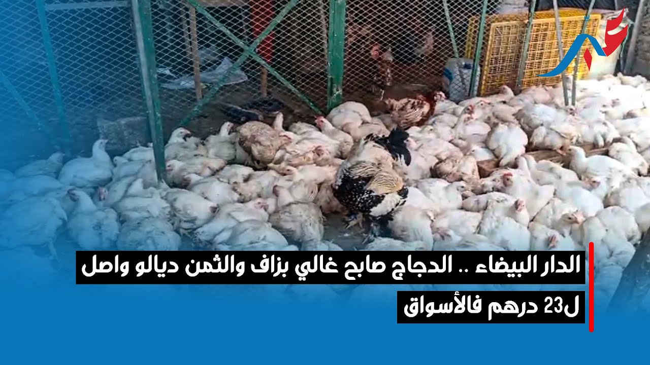 الدار البيضاء .. الدجاج صابح غالي بزاف والثمن ديالو واصل ل23 درهم فالأسواق