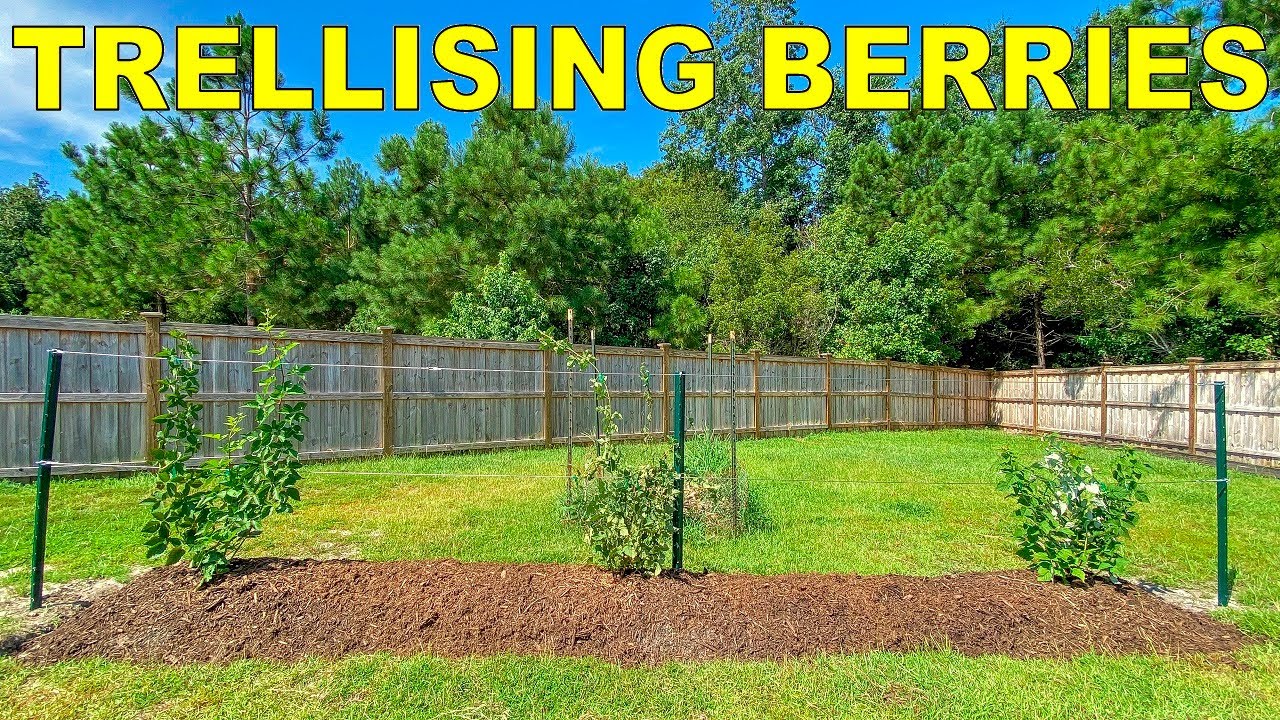 How To Trellis Blackberries, Raspberries and Tayberries