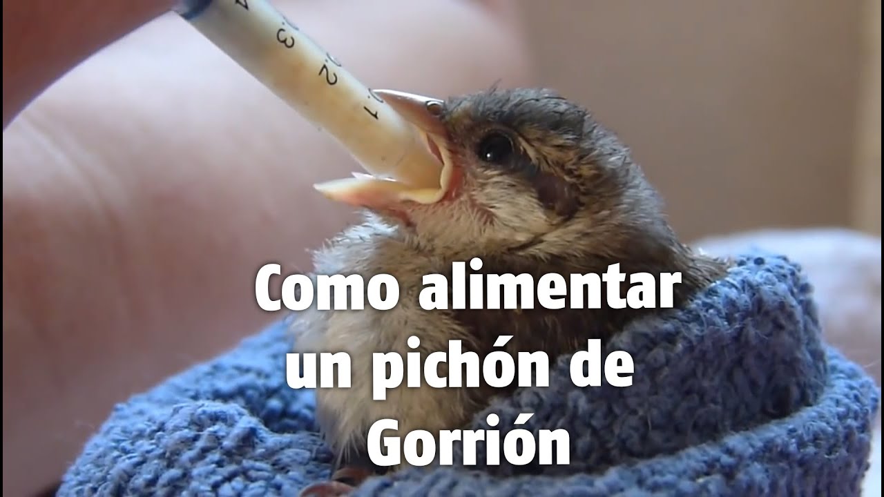 alimentación gorrión