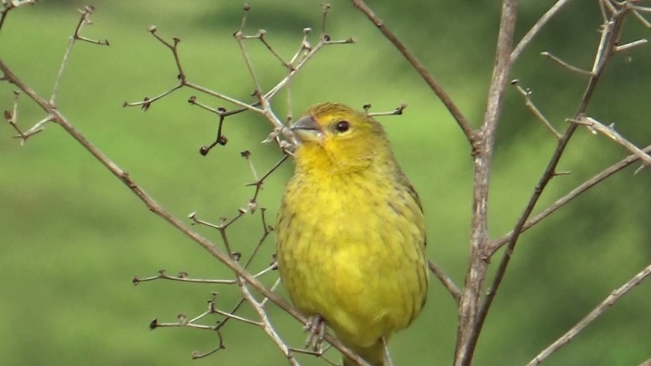 Fêmea de Canário da Terra Gravado ao Vivo na Natureza Ótimo para Esquentar seus Canários 58