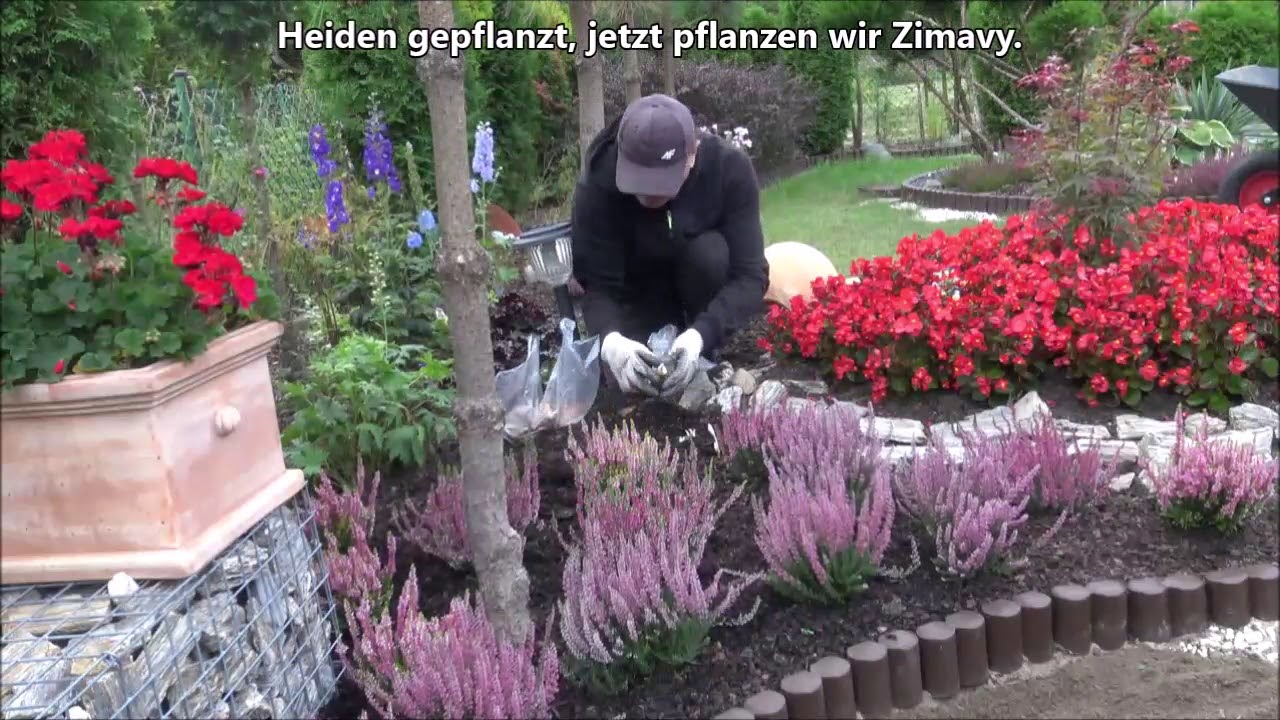 💚 GARDEN DESIGN 114 - Wrzosy i Zimowity na jesiennym klombie.