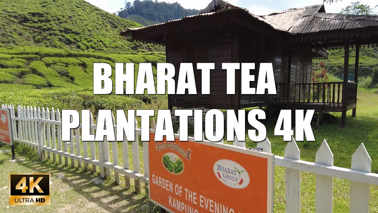 BHARAT CAMERON HIGHLANDS TEA PLANTATIONS 4K 60FPS