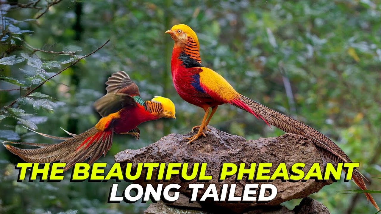 Golden Beauty from China - The Long Tailed Chicken !