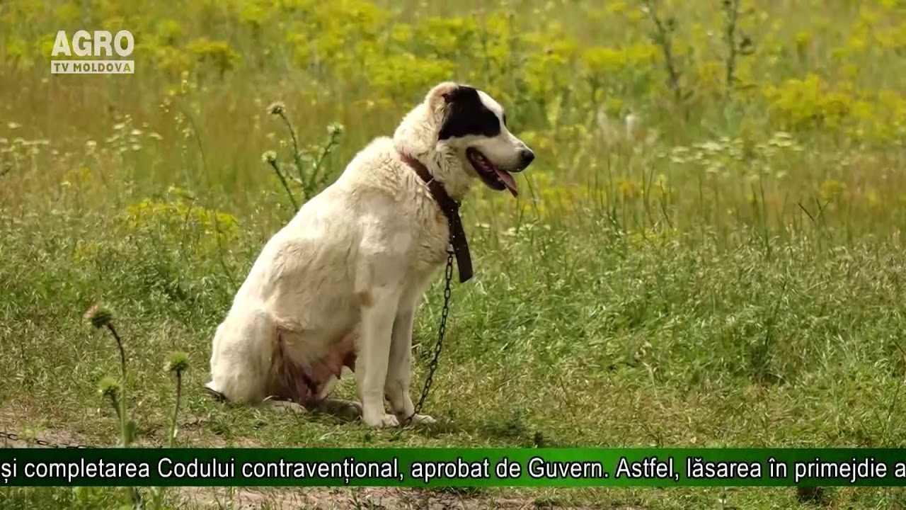 Animalele de companie, protejate prin Lege