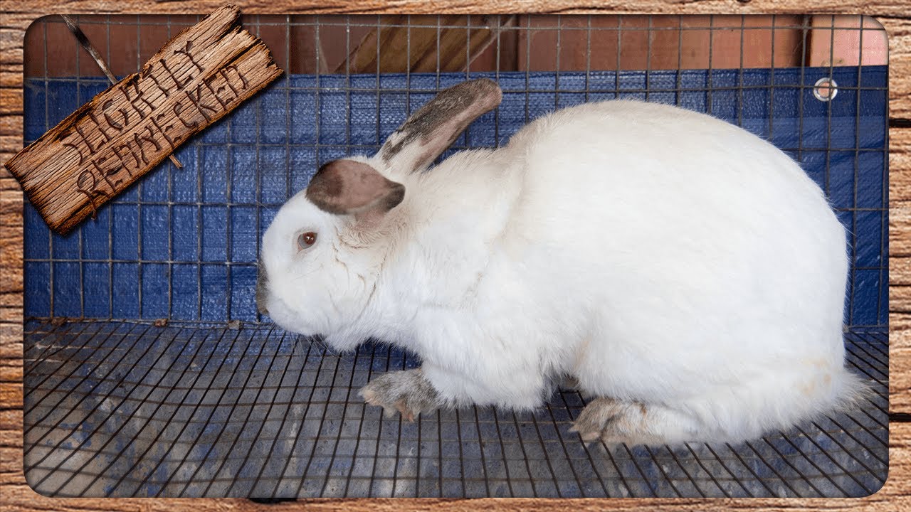 How Many Buck Rabbits Do You Need