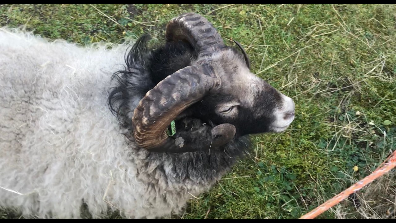 Lief beest , Schaap of Geit of kruising ? Limburgs dialect video ! Dier spotten ipv treinen 😁
