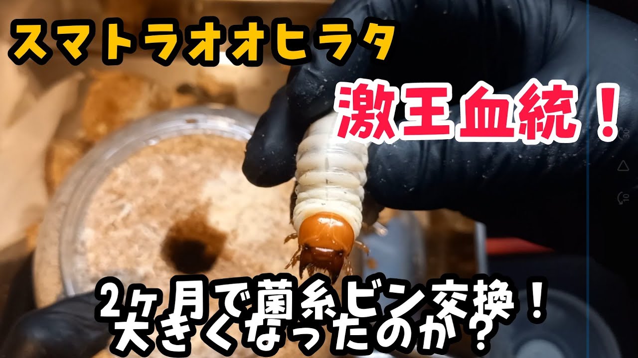 【スマトラオオヒラタ】孵化して２か月・・・どのくらい大きくなる？？？アチェ産、激王血統幼虫の菌糸ビン交換！