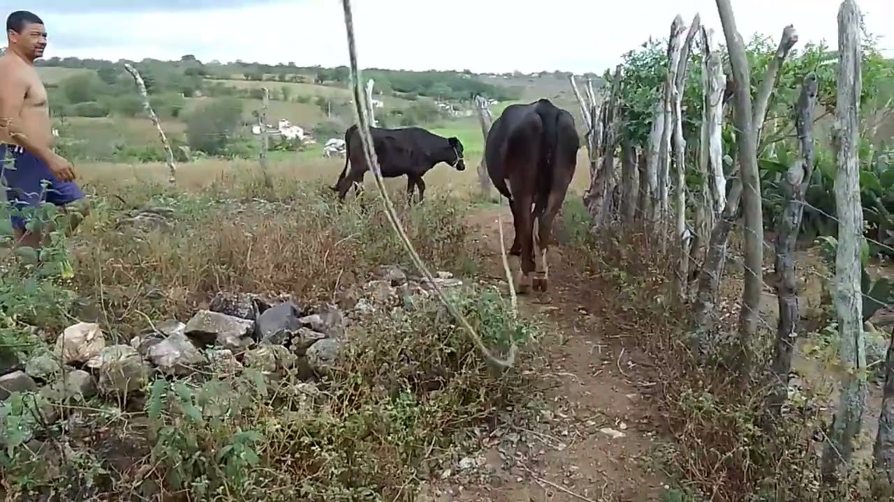 Tirada do leite