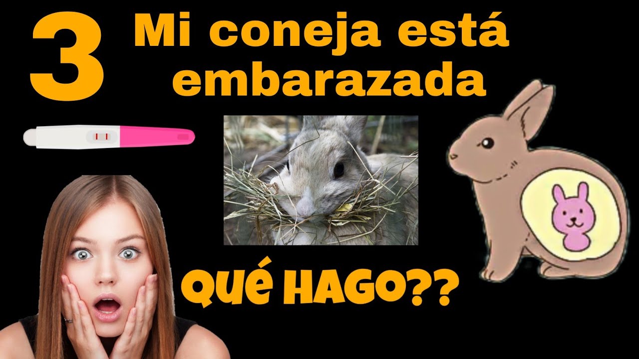 QUÉ HACER cuando MI CONEJA está EMBARAZADA🐰[CÓMO CUIDAR a una coneja embarazada]