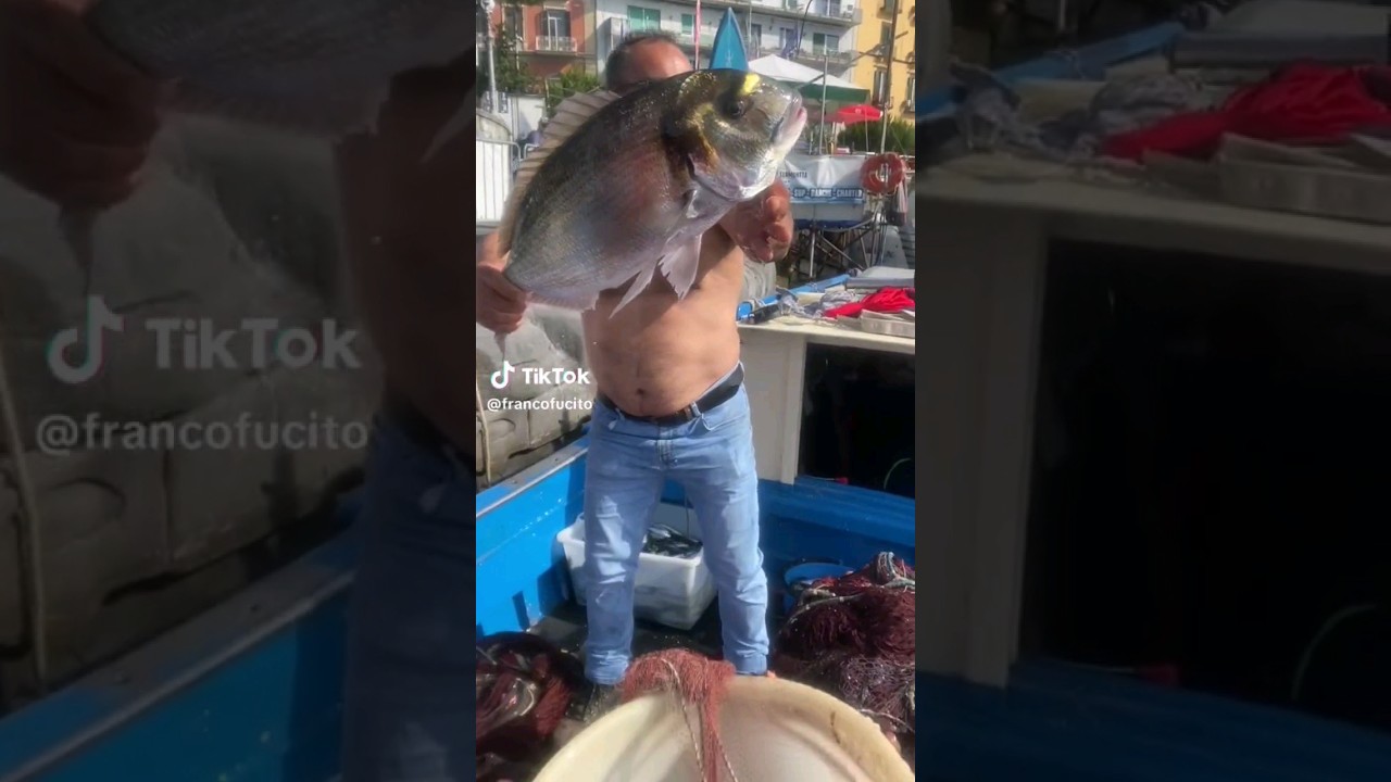 p&ecirc;che au Dorade royale|bellissima orata | الملكة #fish #fishing #boat #صيد #shimano #p&ecirc;che #dorade