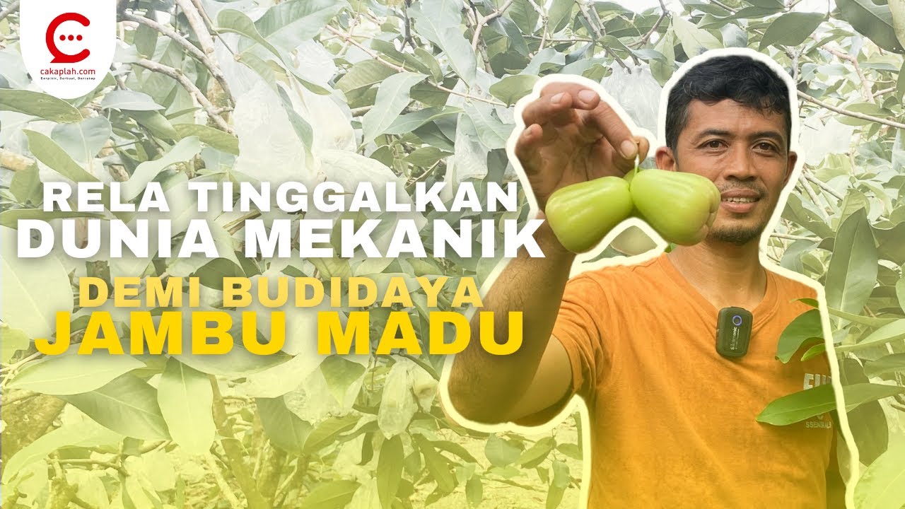 Kiat Sukses Budidaya Jambu Air Madu di Pot | Jadi Jutawan dari Jambu Air Madu? Begini Caranya