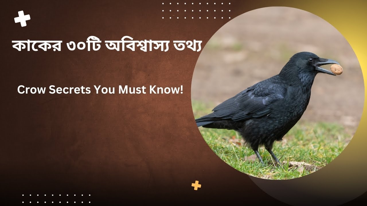 কাকের আশ্চর্যজনক স্মৃতিশক্তি ও কৌশল | জানুন অবাক করা তথ্য