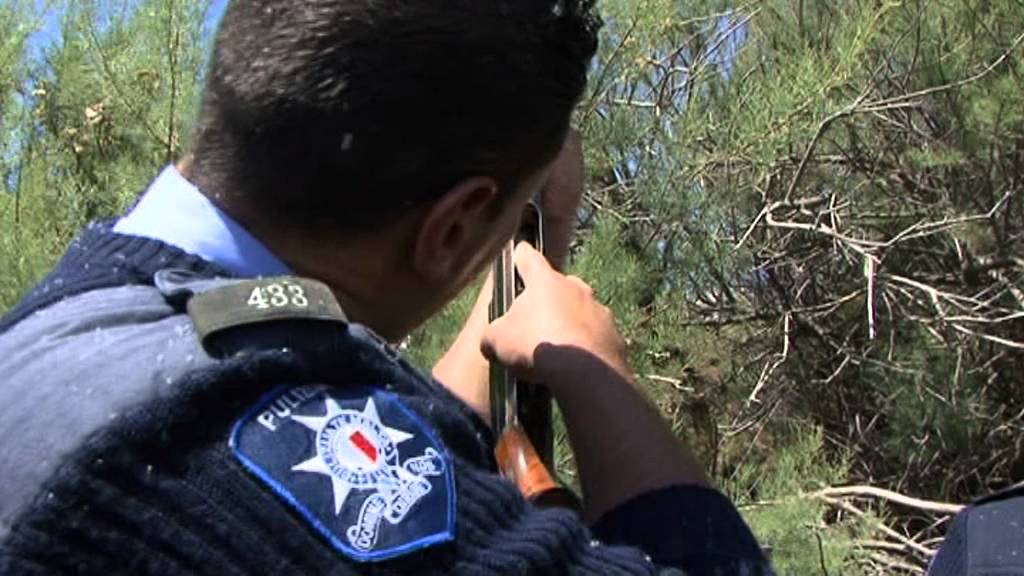 Birds, Bins & Bullets Pt 6 -  Police Recover Hidden Guns