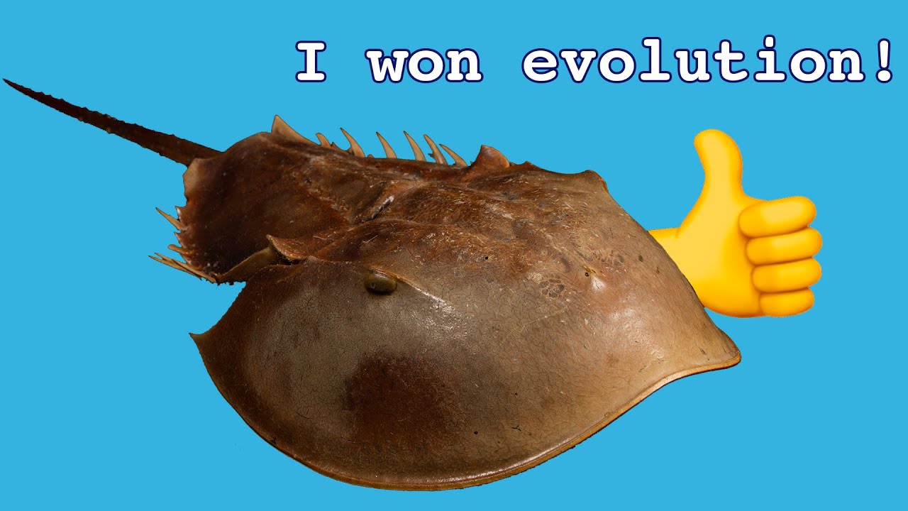 Arthropods: The Most Successful Animals to Ever Live