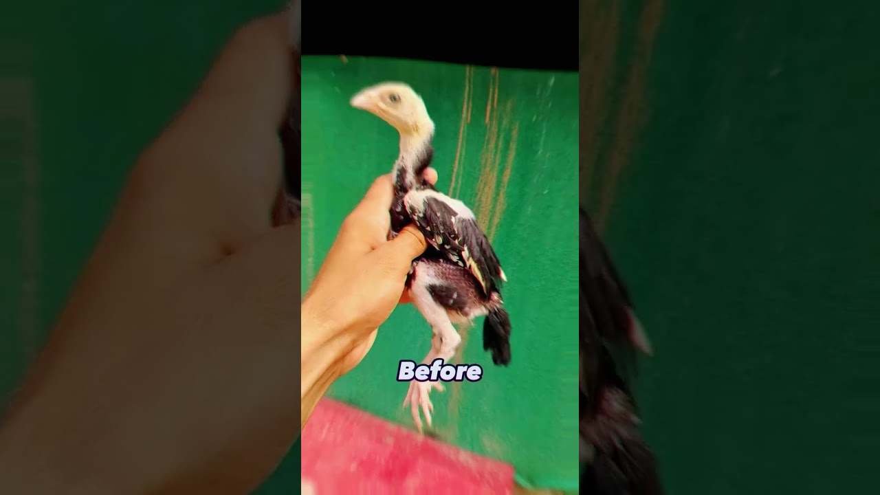 Chick transformation ❤️ #aseel #chick #transformation #pets #shortsfeed #viralshorts