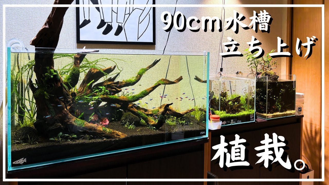 【アクアリウム】90cm水槽　三角構図の流木レイアウト（植栽編）