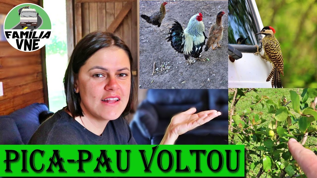 NOSSO POMAR, GALINHAS e PLANTAS do RECANTO