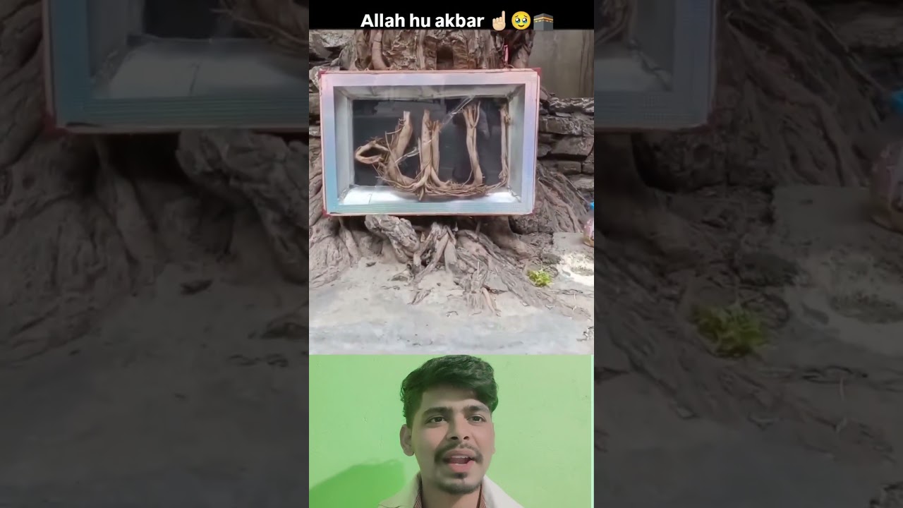 ped per Allah ka Naam likha hai #allah#jummahmubarak #mashallah