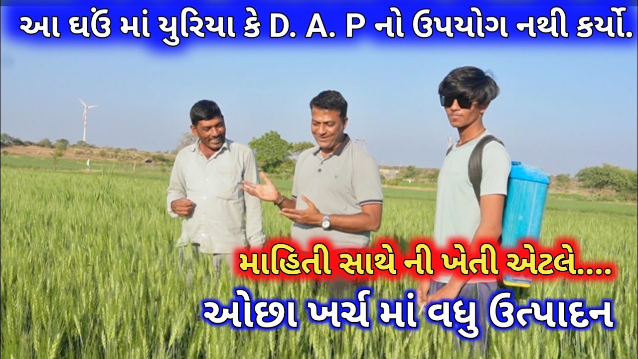 યુરિયા કે D. A. P. વગરનાં ઘઉં નો પાક || #ખેતી #farming #agriculture #fertilizer #farmer #india 