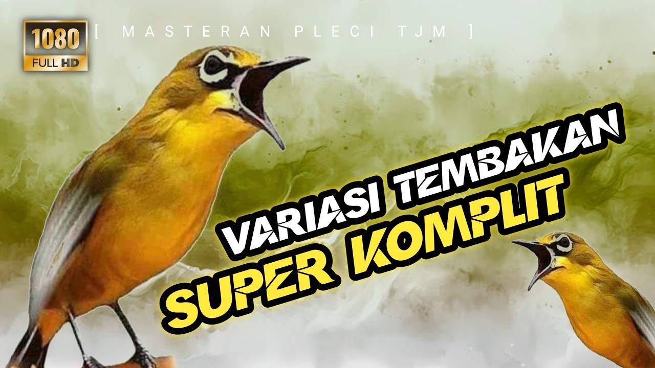 🔴 LIVE Masteran Pleci Tembakan Variasi Super Komplit, Kompilasi Materi Terbaik Pleci Juara Nasional