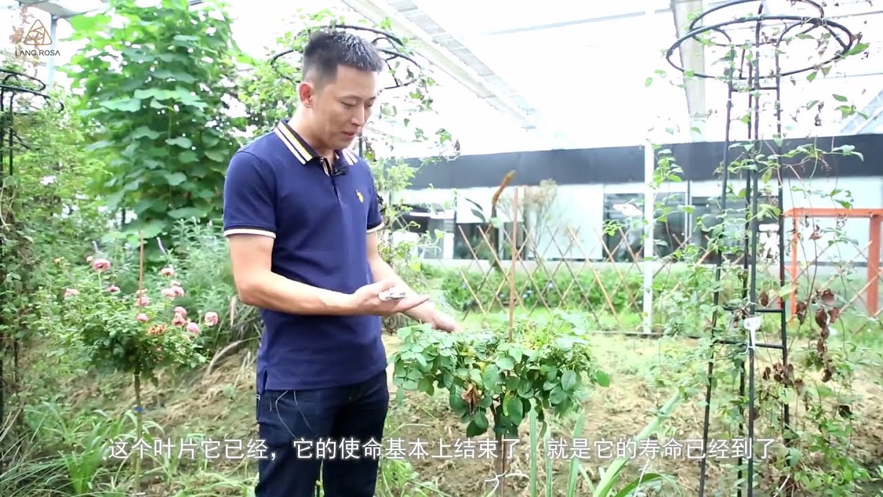 树月季修剪【天狼说月季】
