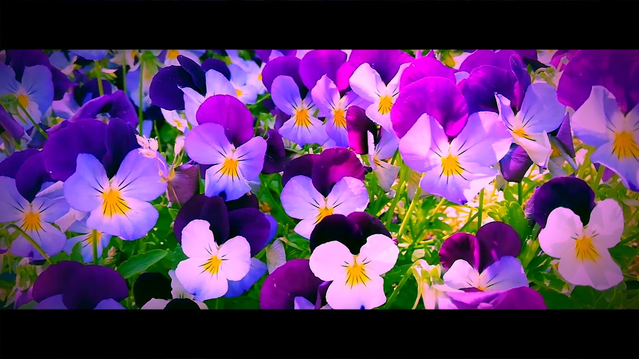 Cinematic Vlog -FLOWER GARDEN