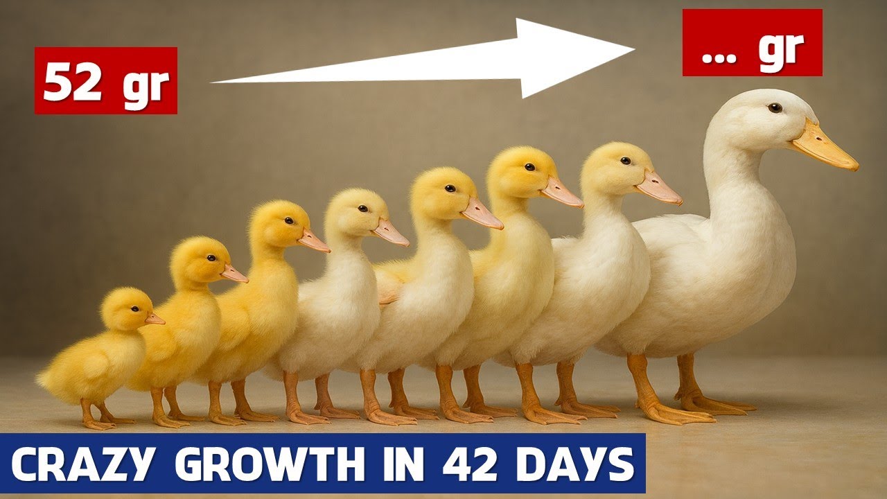 Journey From Duckling to Adult in 42 DAYS. Happy Cherry Valley Duck Growth | Pekin Duck Genetics