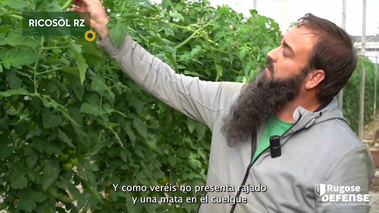 🍅 Tomate Ricosol RZ ✔️ Alta resistencia a rugoso