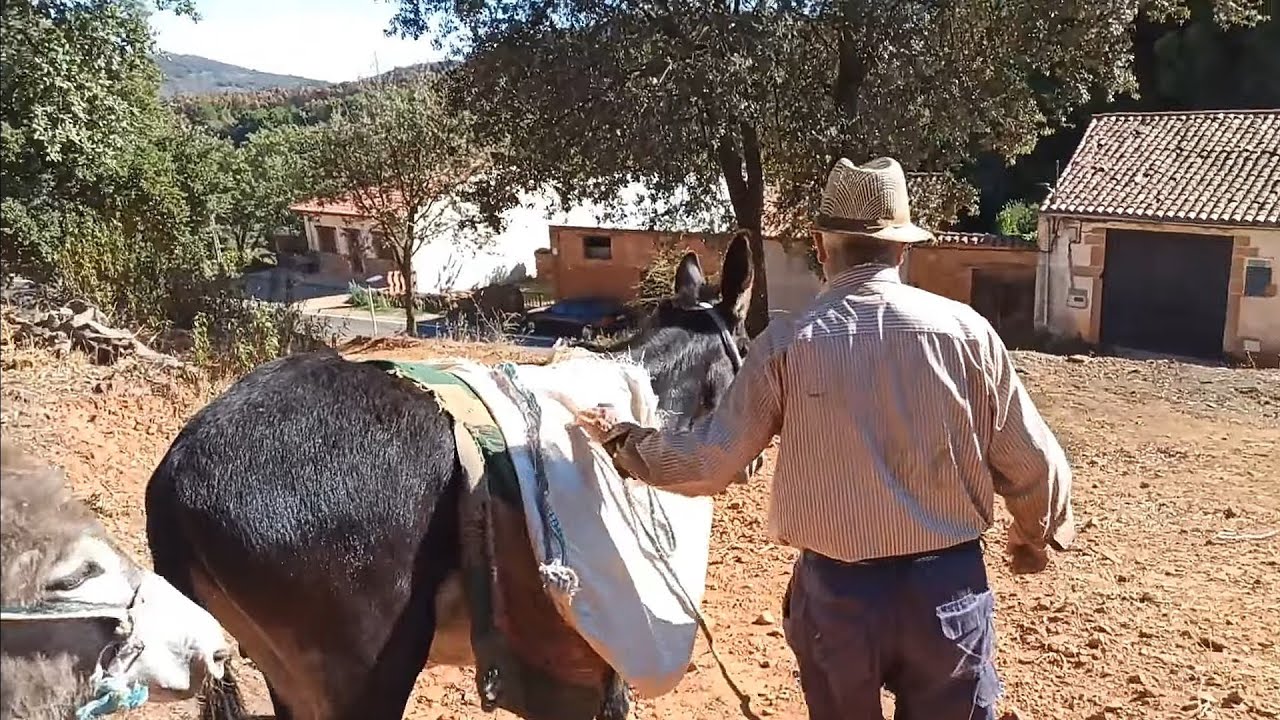 Nueva aventura - Hoy con mi ABUELO y la Platera al maizal