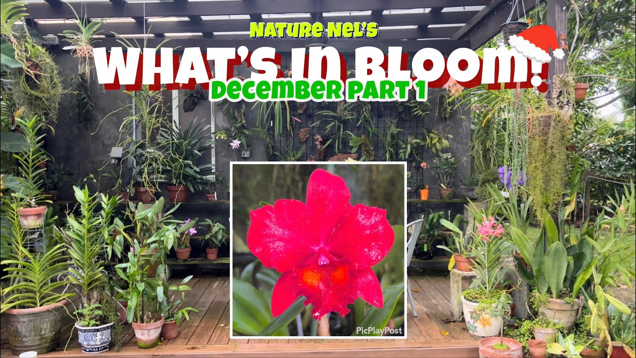 What’s In Bloom! Pt.1 An awesome blooming December. Plus a florecent Cattleya you must see!👀