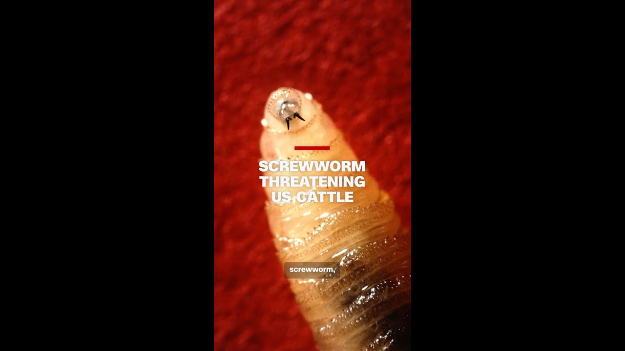 Screwworm threatening US cattle