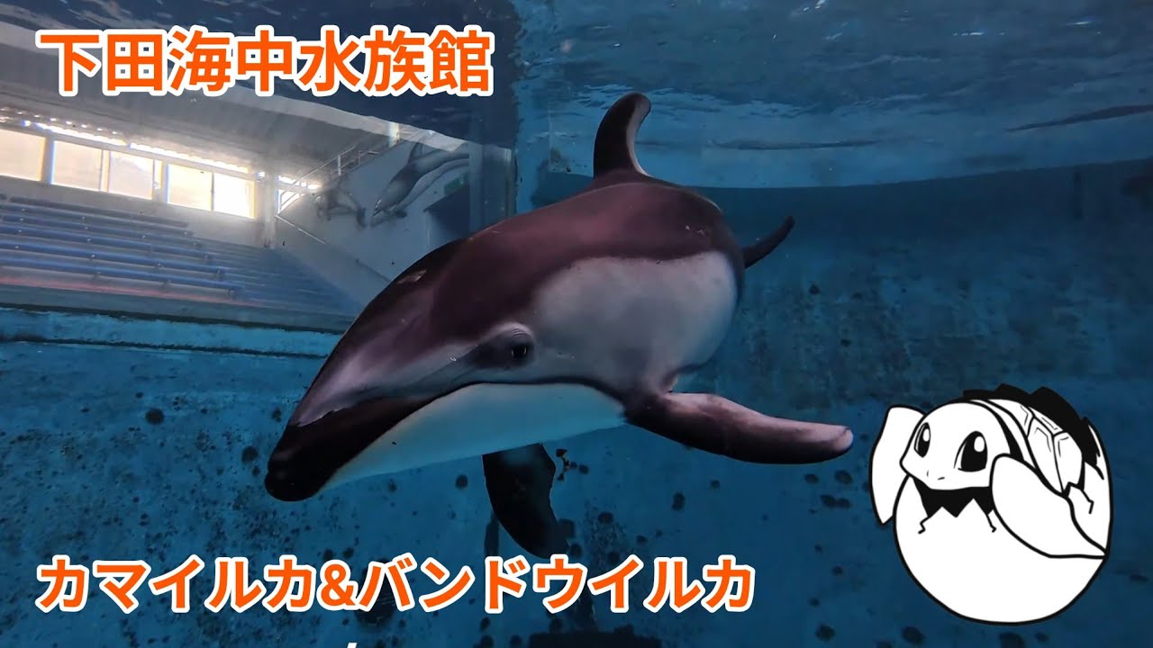 【水中動画】下田海中水族館_カマイルカプール_20251123
