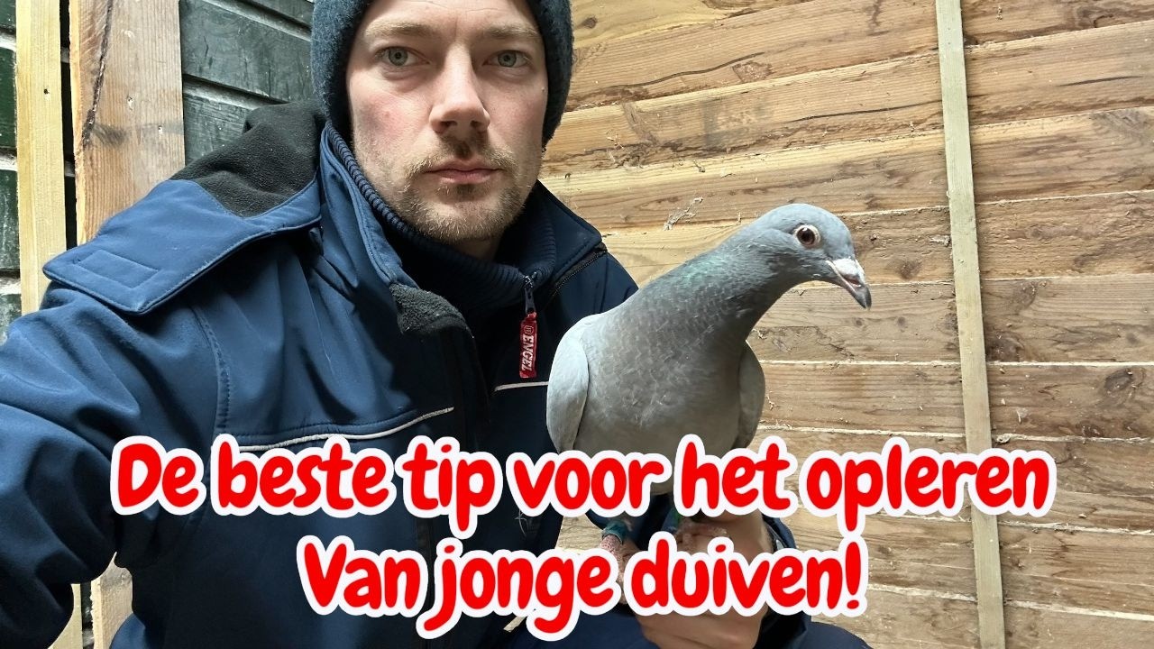 De beste tip voor het opleren van jonge duiven!