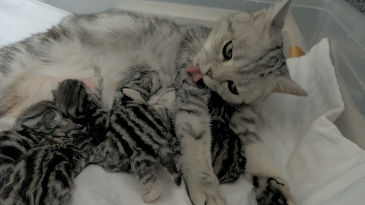 BKH Baby Kitten - Whiskas look