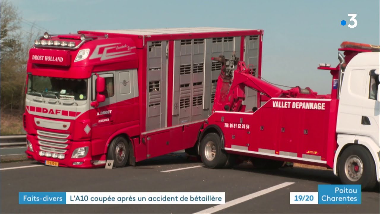 Saintes. L'autoroute A10 coupée et des vaches sur la route après un accident de bétaillère