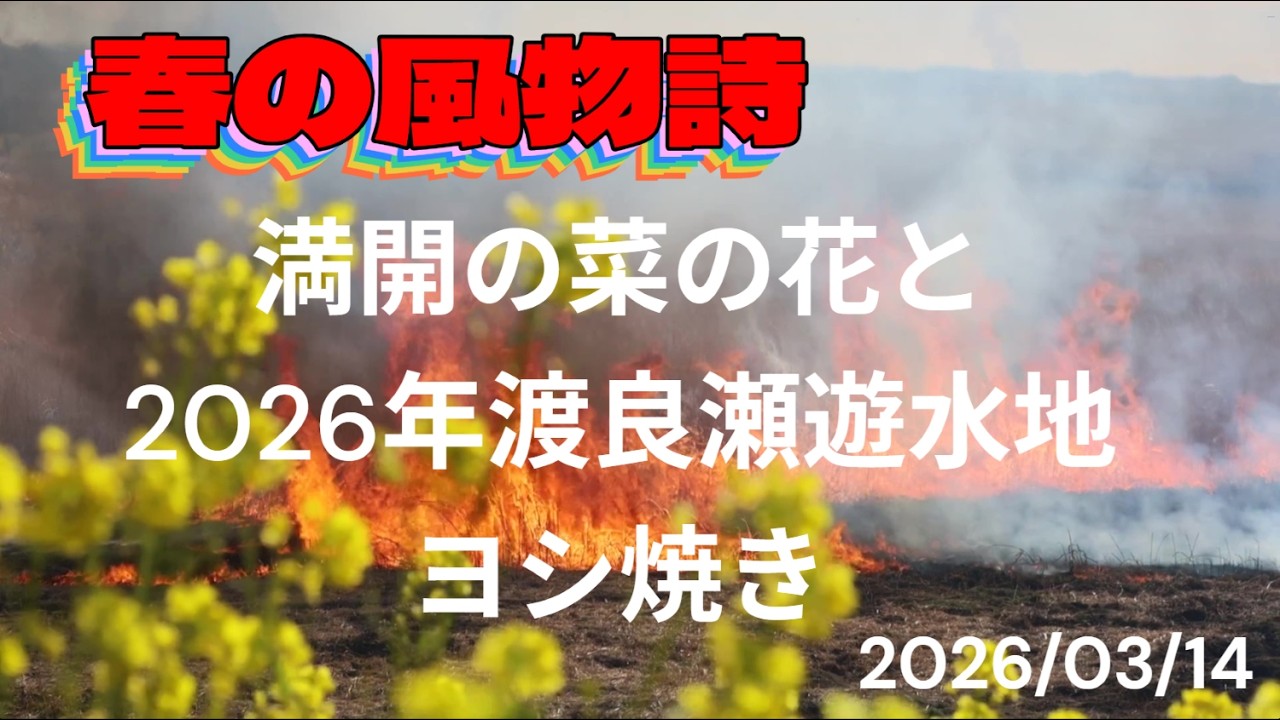 春の風物詩　満開の菜の花と2026年渡良瀬遊水地ヨシ焼き　きせつの風　2026/03/14撮影