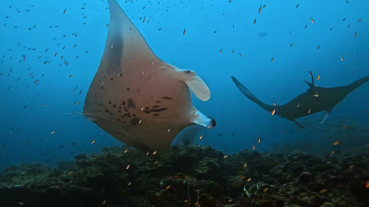 Diving Maldives 2025 North Ari Atoll - Safari Island - 4K