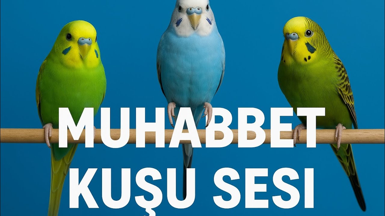 ENERJİK MUHABBET KUŞU BONCUK