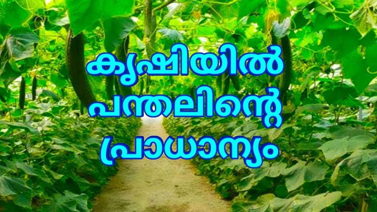 കൃഷിയിൽ പന്തലിൻ്റെ പ്രാധാന്യം