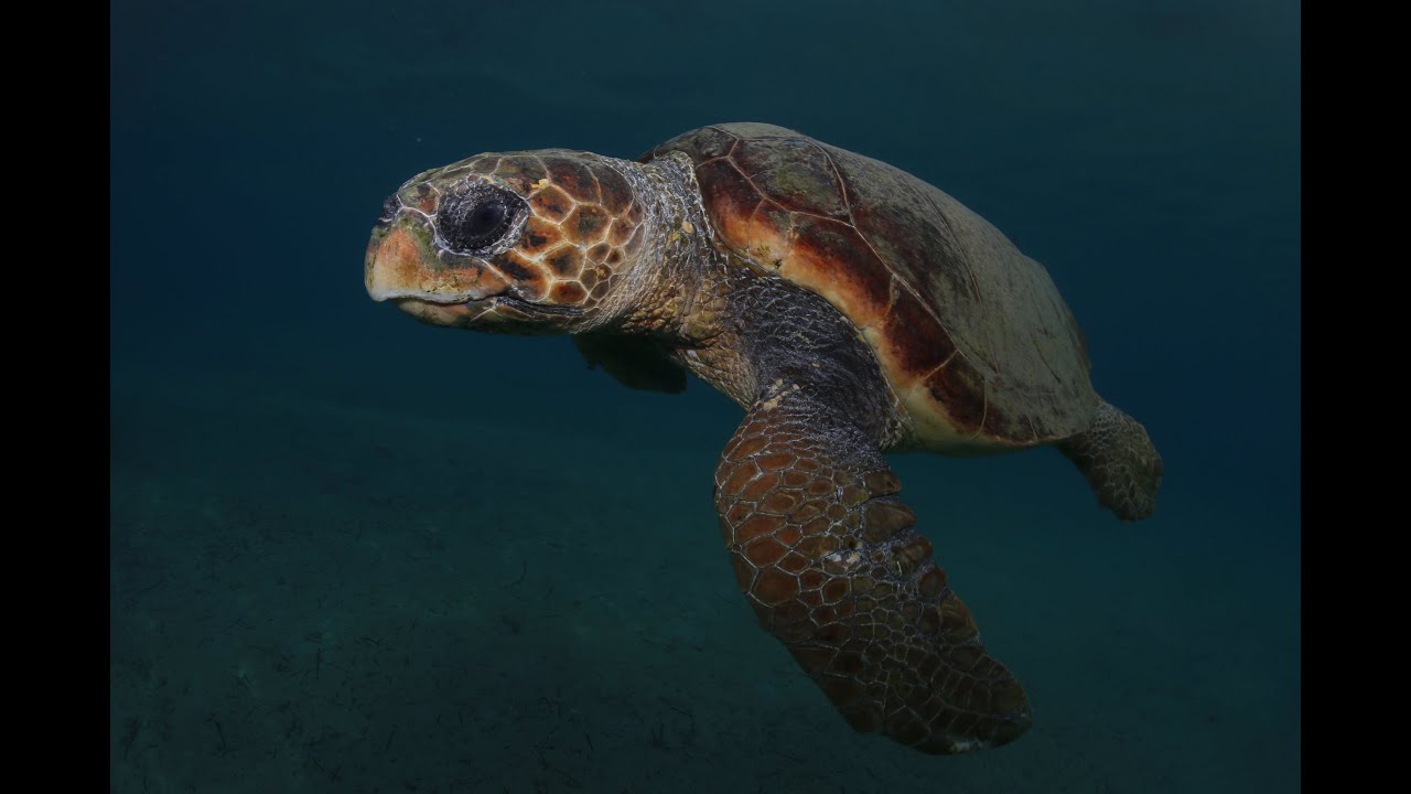Tortue luth, caouanne et autres tortues marines. ( partie 1 )