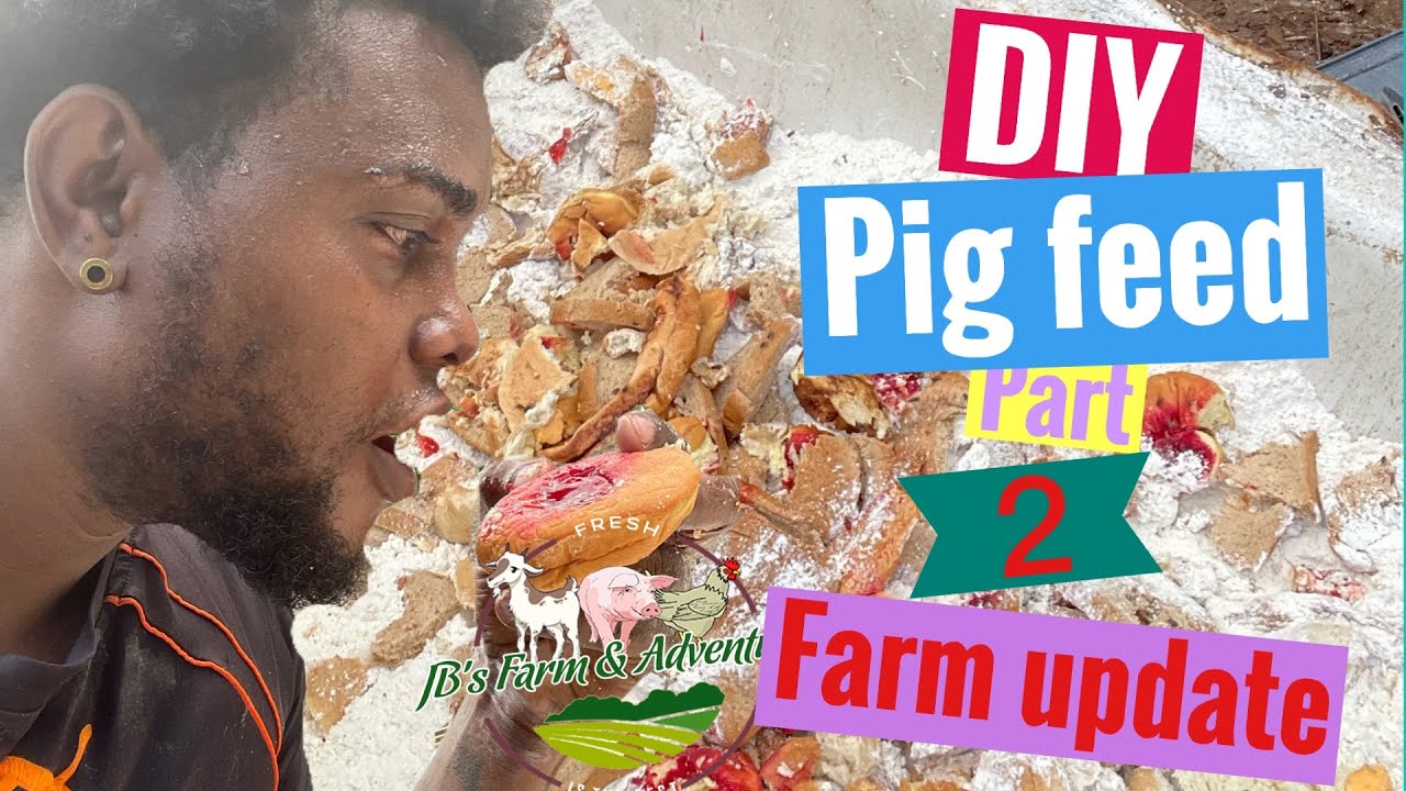 DIY pig feed and farm update Jamaica