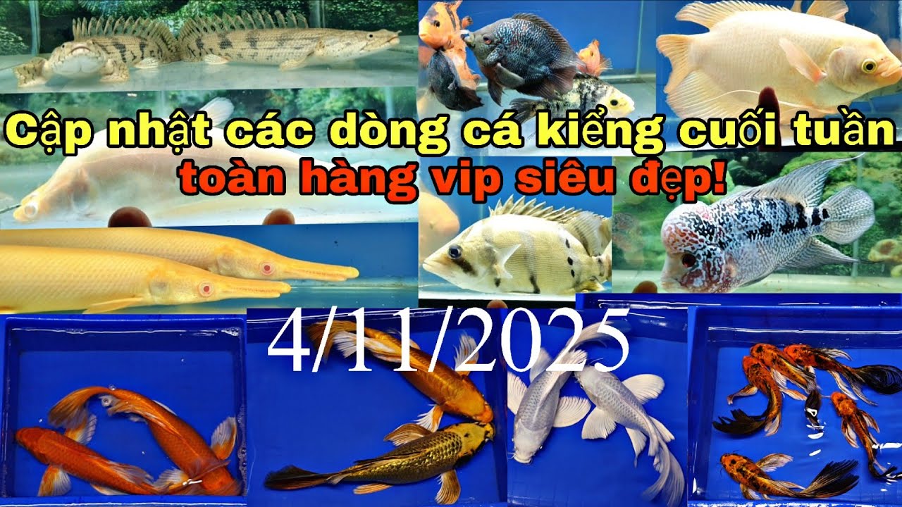 CẬP NHẬT VÀ BÁO GIÁ CÁC DÒNG CÁ KIỂNG CUỐI TUẦN 4/11/2025.