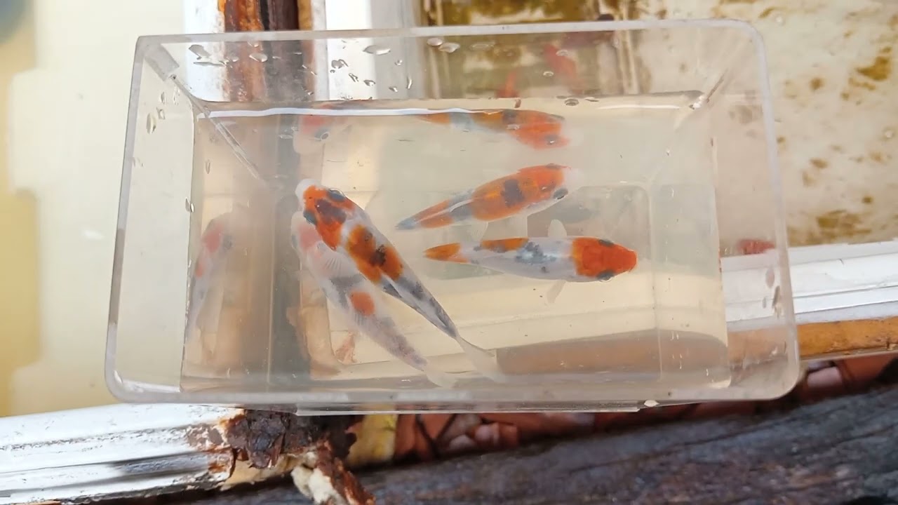 Ikan koi
