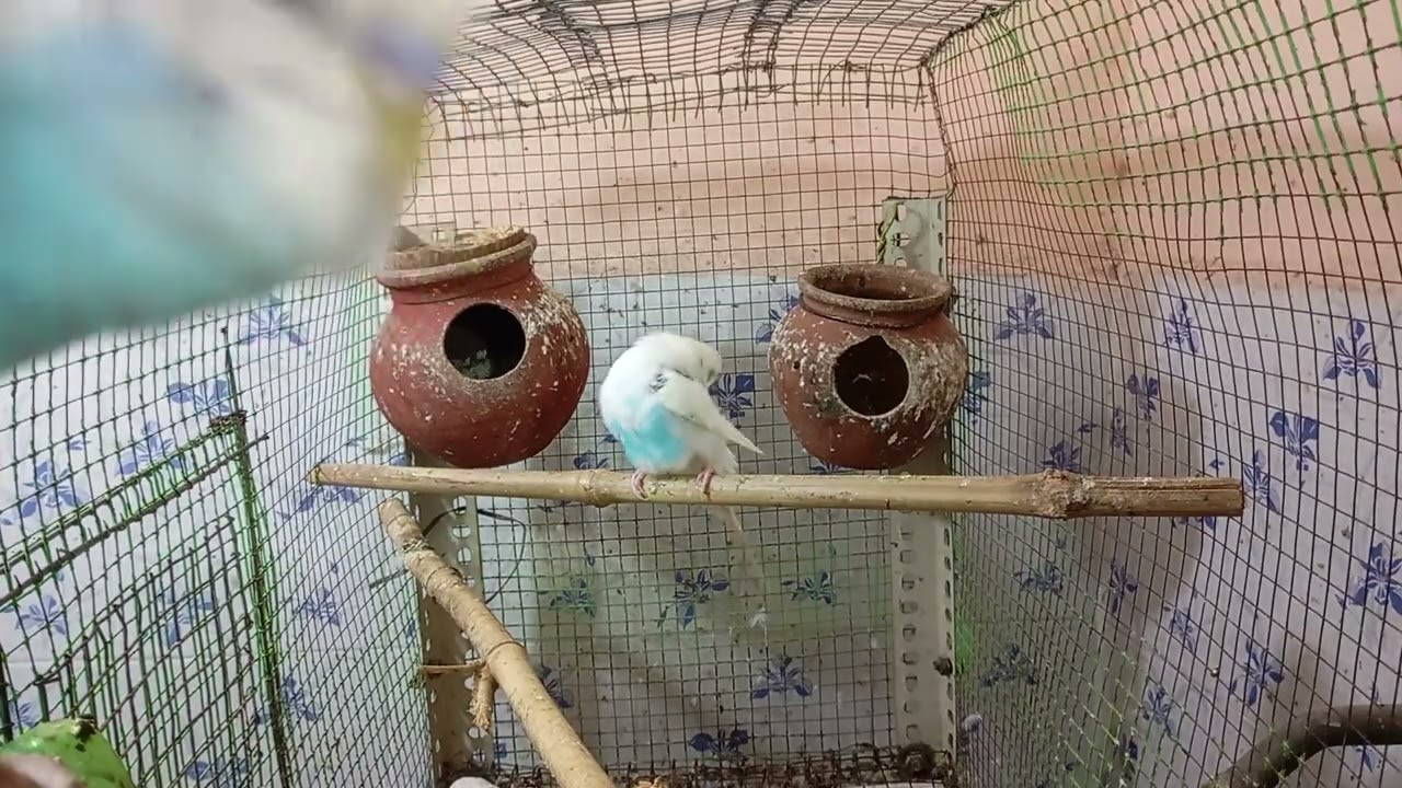 4 hours of love birds life. Budgies singing, talking and playing. #ourcool #birdsound