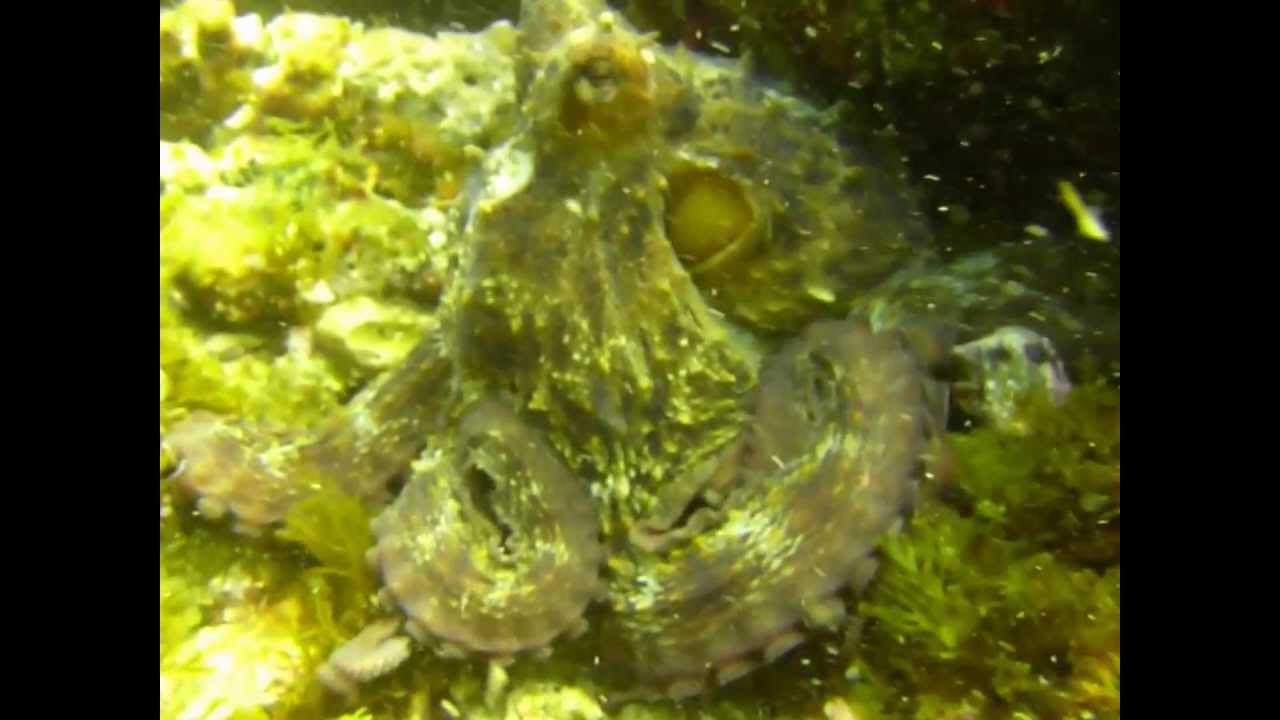 Giant Octopus - Big Blue Diving Mallorca