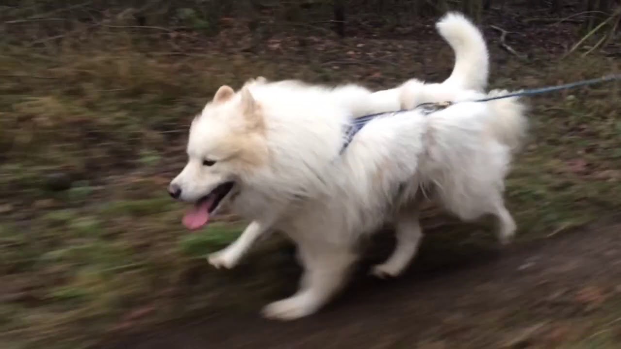 Dogscooter Training mit Samojeden