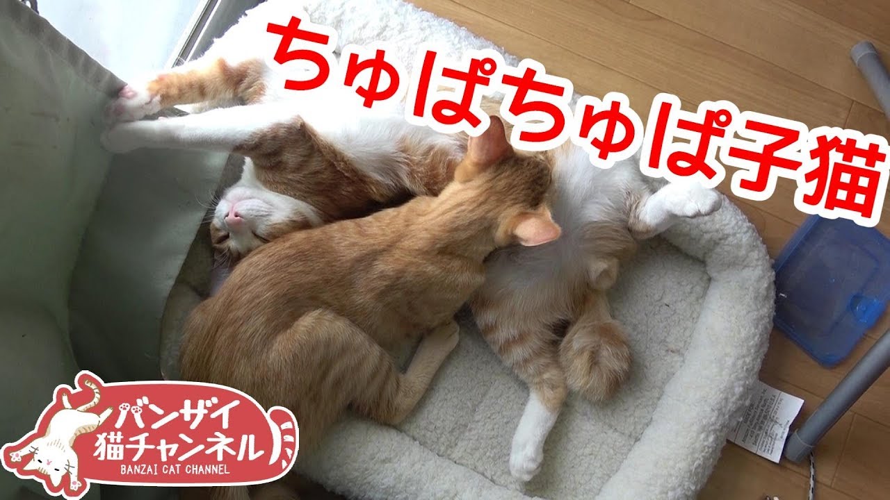 子猫がお兄ちゃんをちゅぱちゅぱ♪相変わらずちゅぱ魔な末っ子レンちゃんがかわいい