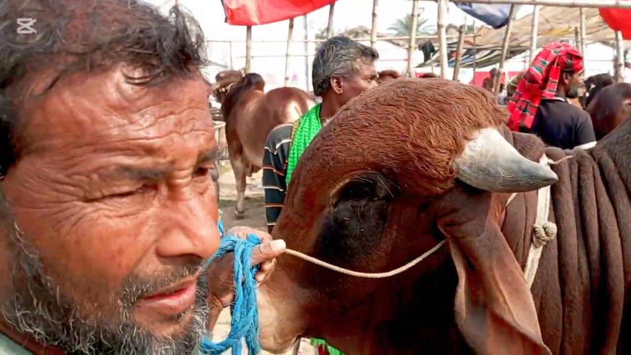 ইউনিক কালেকশন!আলমডাঙ্গা হাটে অবিশ্বাস্যমূল্যে সেরা সব জিনিস! দাম শুনলে মাথা ঘুরে যাবে!#cowprice 2026